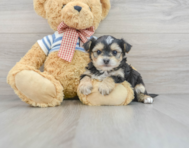 6 week old Morkie Puppy For Sale - Windy City Pups