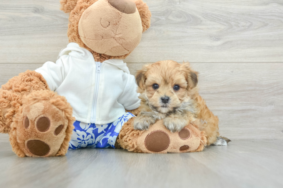 5 week old Morkie Puppy For Sale - Windy City Pups