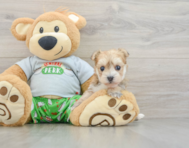 5 week old Morkie Puppy For Sale - Windy City Pups