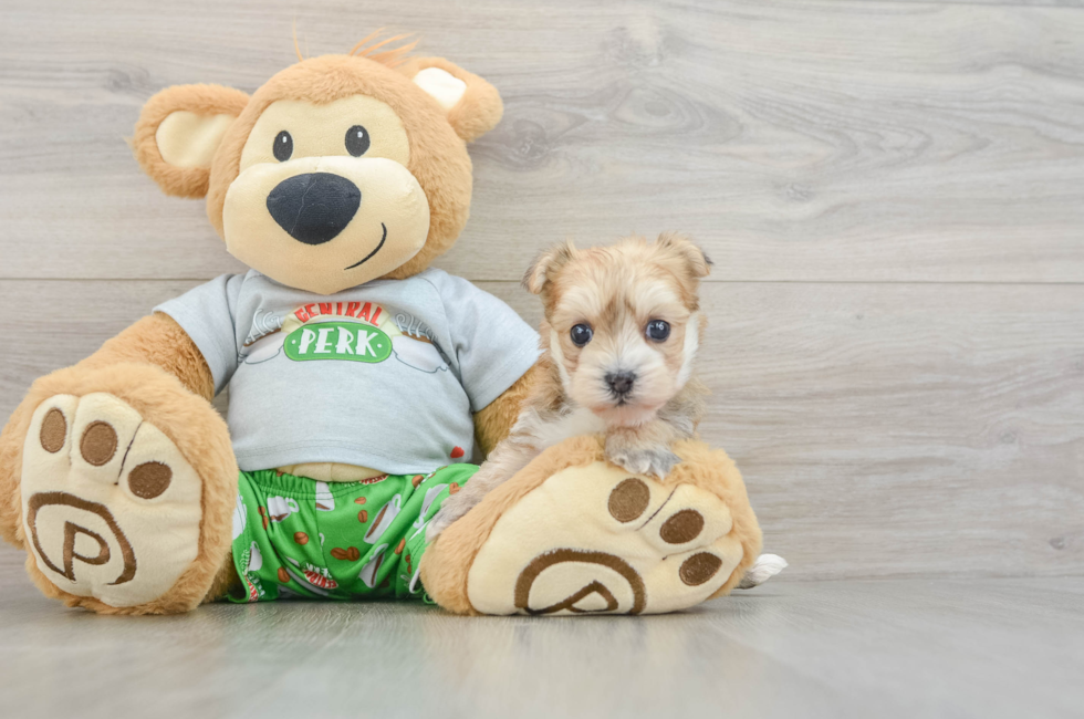 5 week old Morkie Puppy For Sale - Windy City Pups