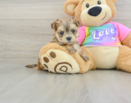 6 week old Morkie Puppy For Sale - Windy City Pups
