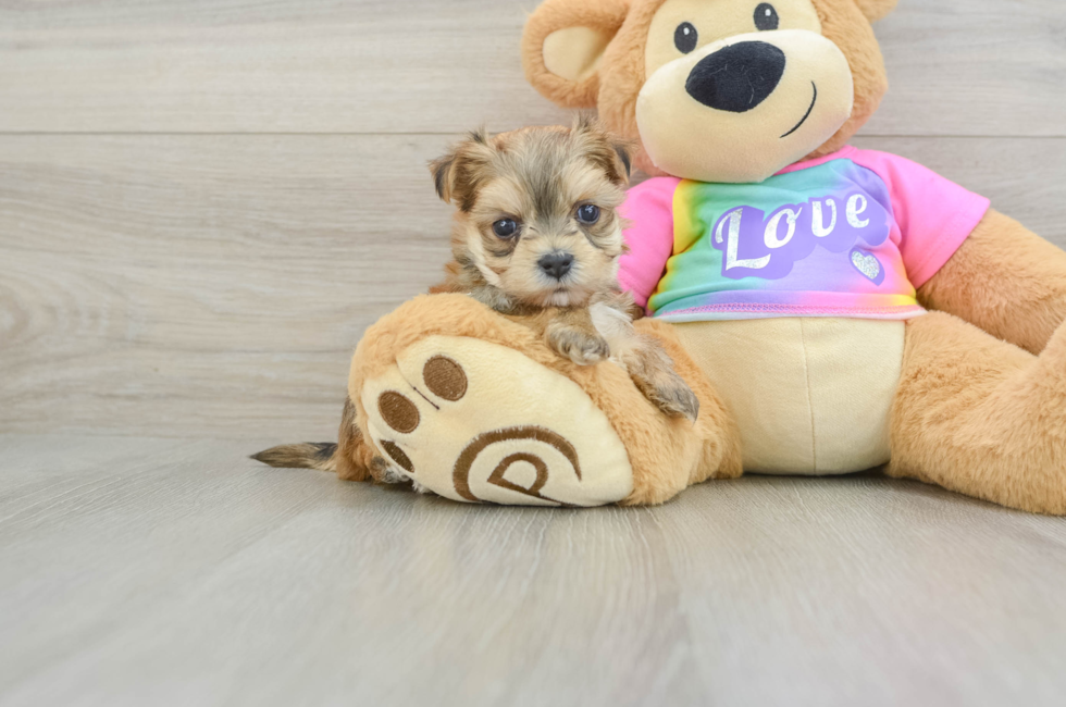 5 week old Morkie Puppy For Sale - Windy City Pups