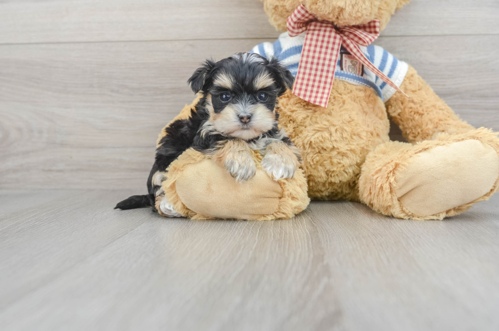 7 week old Morkie Puppy For Sale - Windy City Pups
