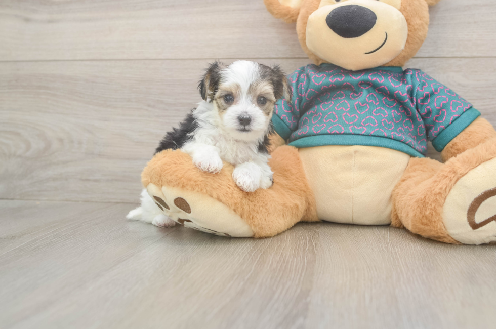 5 week old Morkie Puppy For Sale - Windy City Pups
