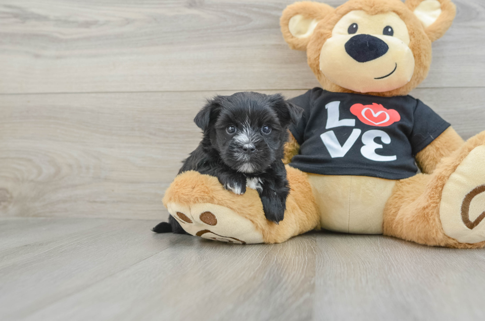 6 week old Morkie Puppy For Sale - Windy City Pups