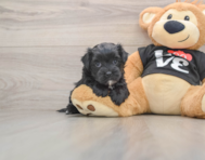 5 week old Morkie Puppy For Sale - Windy City Pups