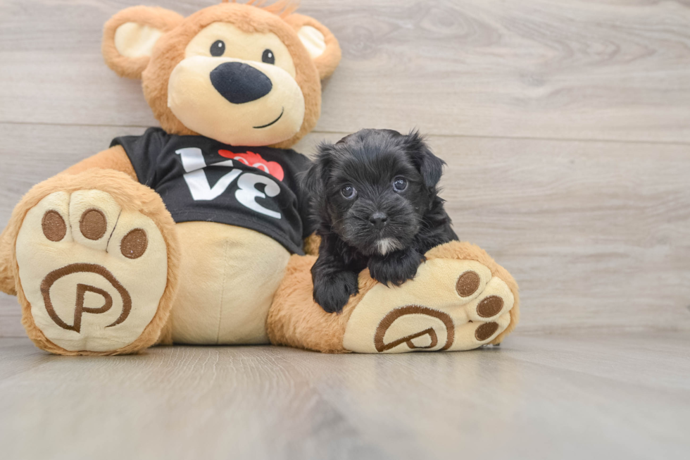 Popular Morkie Designer Pup