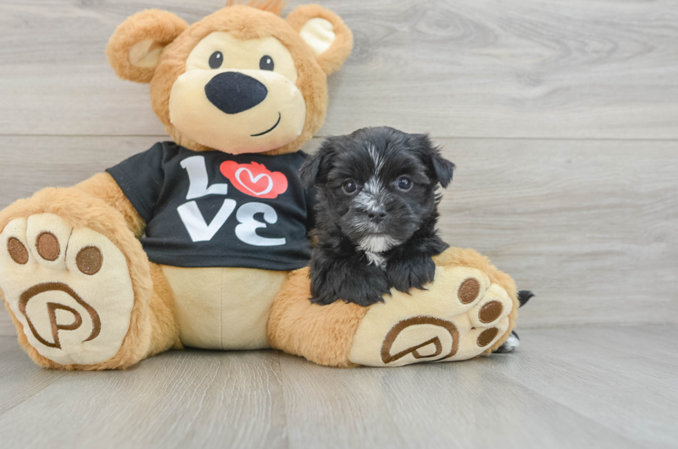 6 week old Morkie Puppy For Sale - Windy City Pups