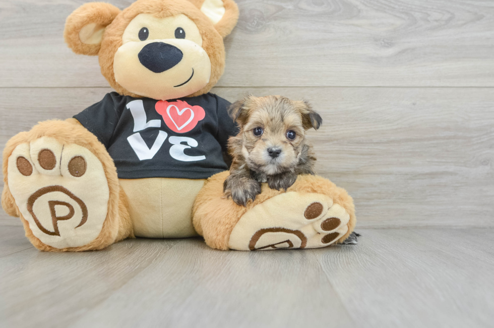 6 week old Morkie Puppy For Sale - Windy City Pups