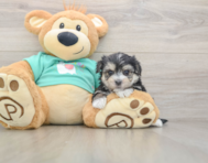 7 week old Morkie Puppy For Sale - Windy City Pups