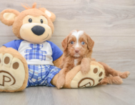 8 week old Mini Bernedoodle Puppy For Sale - Windy City Pups