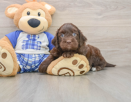8 week old Mini Bernedoodle Puppy For Sale - Windy City Pups