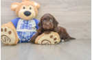 Sweet Mini Bernedoodle Baby