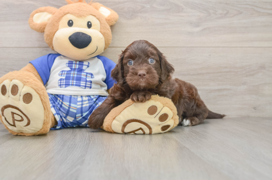 Sweet Mini Bernedoodle Baby