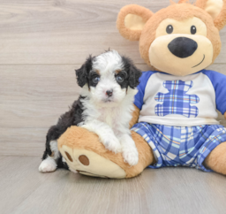 6 week old Mini Bernedoodle Puppy For Sale - Windy City Pups