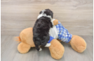Best Mini Bernedoodle Baby