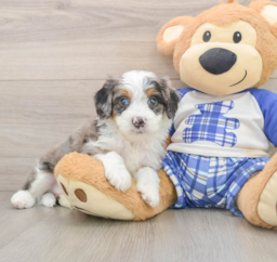 6 week old Mini Bernedoodle Puppy For Sale - Windy City Pups