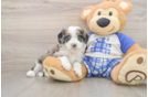 Mini Bernedoodle Puppy for Adoption