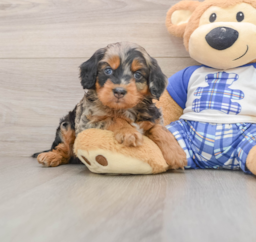 7 week old Mini Bernedoodle Puppy For Sale - Windy City Pups
