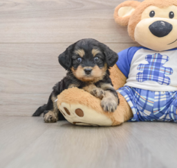 7 week old Mini Bernedoodle Puppy For Sale - Windy City Pups