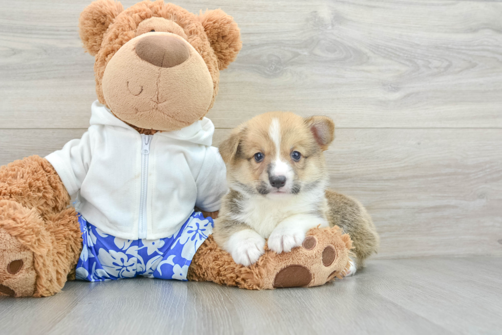 Pembroke Welsh Corgi Pup Being Cute