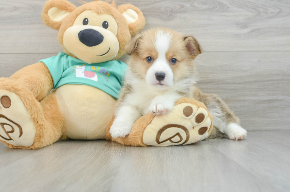 7 week old Pembroke Welsh Corgi Puppy For Sale - Windy City Pups