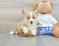 7 week old Pembroke Welsh Corgi Puppy For Sale - Windy City Pups