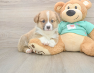 5 week old Pembroke Welsh Corgi Puppy For Sale - Windy City Pups