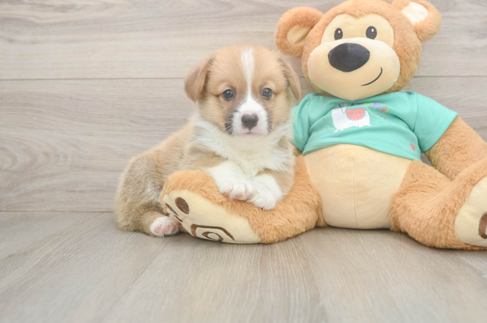 5 week old Pembroke Welsh Corgi Puppy For Sale - Windy City Pups
