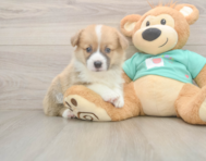 5 week old Pembroke Welsh Corgi Puppy For Sale - Windy City Pups
