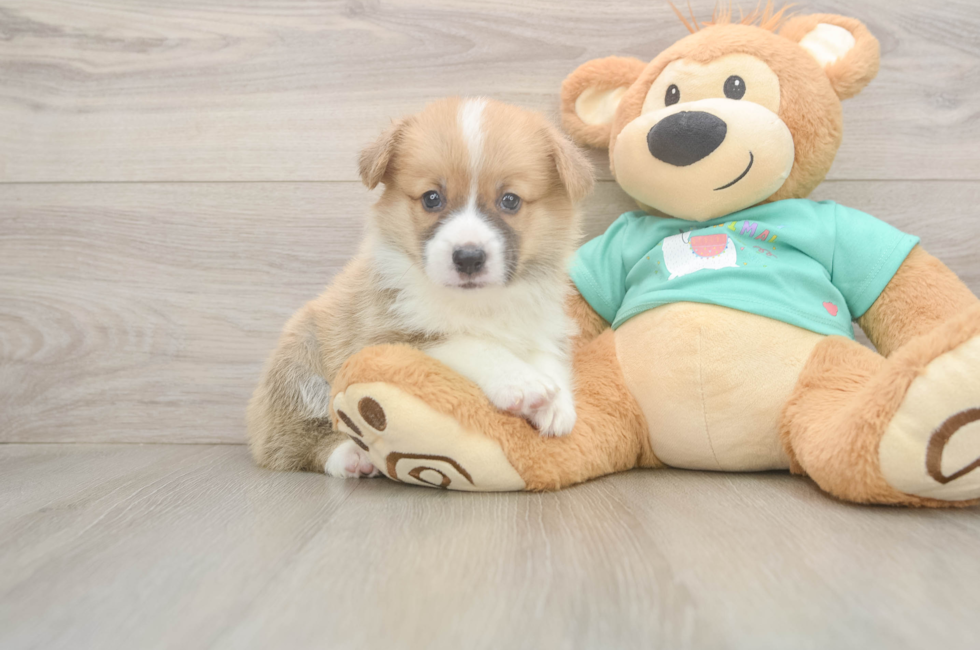 5 week old Pembroke Welsh Corgi Puppy For Sale - Windy City Pups