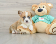 8 week old Pembroke Welsh Corgi Puppy For Sale - Windy City Pups