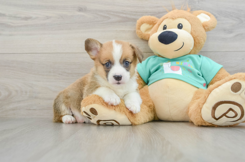 8 week old Pembroke Welsh Corgi Puppy For Sale - Windy City Pups