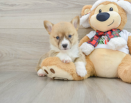 5 week old Pembroke Welsh Corgi Puppy For Sale - Windy City Pups