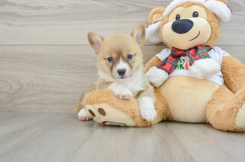 5 week old Pembroke Welsh Corgi Puppy For Sale - Windy City Pups