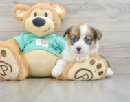 8 week old Pembroke Welsh Corgi Puppy For Sale - Windy City Pups