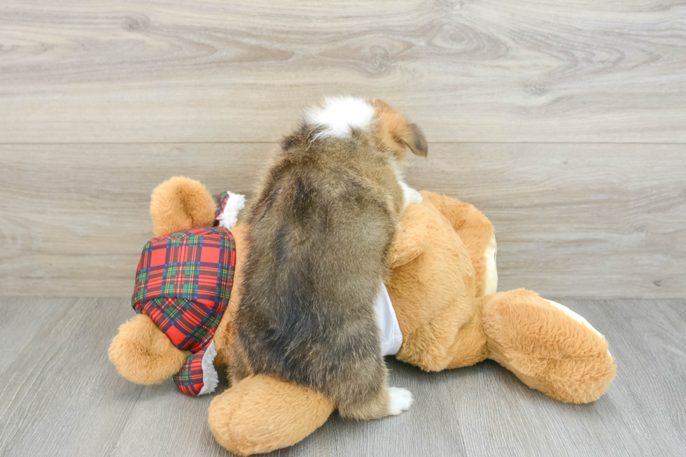 Pembroke Welsh Corgi Pup Being Cute