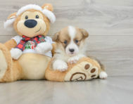 5 week old Pembroke Welsh Corgi Puppy For Sale - Windy City Pups