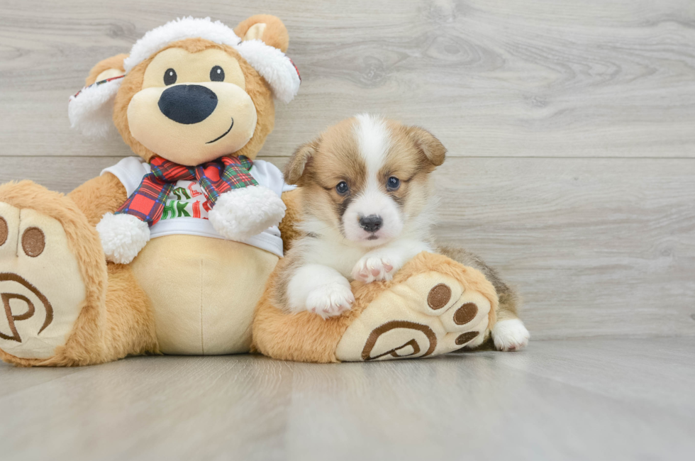 5 week old Pembroke Welsh Corgi Puppy For Sale - Windy City Pups