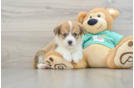 Hypoallergenic Pembroke Welsh Corgi Baby