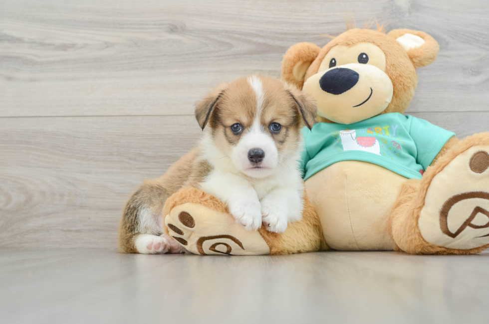 8 week old Pembroke Welsh Corgi Puppy For Sale - Windy City Pups