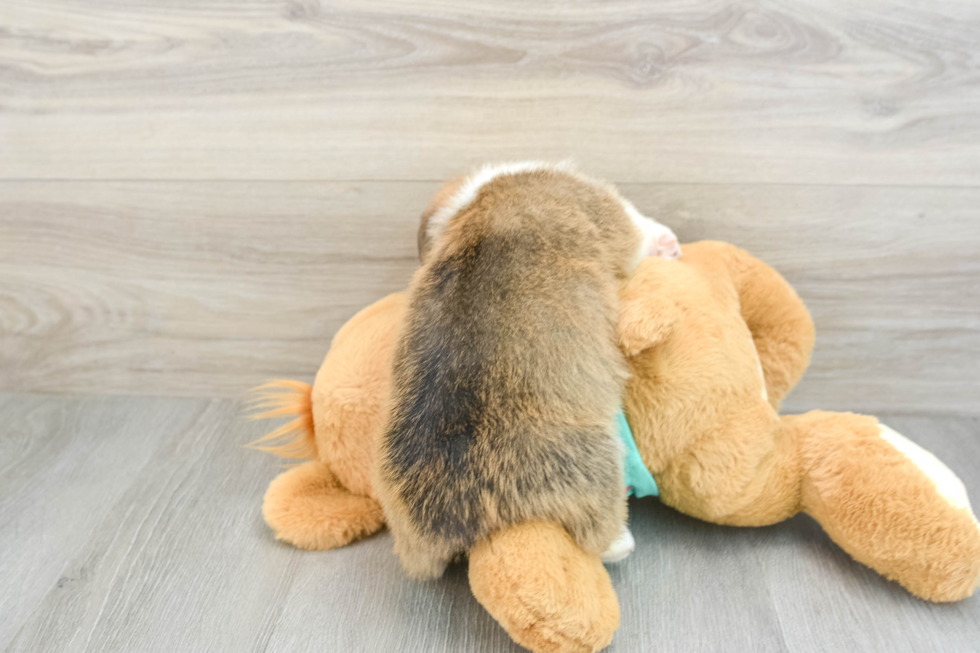 Pembroke Welsh Corgi Pup Being Cute