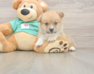 5 week old Pembroke Welsh Corgi Puppy For Sale - Windy City Pups