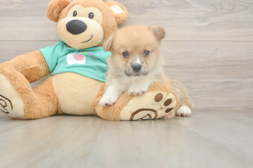 5 week old Pembroke Welsh Corgi Puppy For Sale - Windy City Pups
