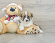 5 week old Pembroke Welsh Corgi Puppy For Sale - Windy City Pups