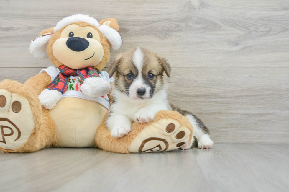 5 week old Pembroke Welsh Corgi Puppy For Sale - Windy City Pups