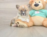 5 week old Pembroke Welsh Corgi Puppy For Sale - Windy City Pups
