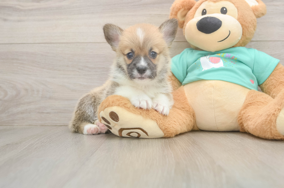 5 week old Pembroke Welsh Corgi Puppy For Sale - Windy City Pups
