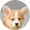 Pembroke Welsh Corgi Puppy For Sale Windy City Pups Pembroke Welsh Corgi Puppy For Sale - Windy City Pups