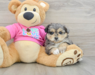 5 week old Pomachon Puppy For Sale - Windy City Pups